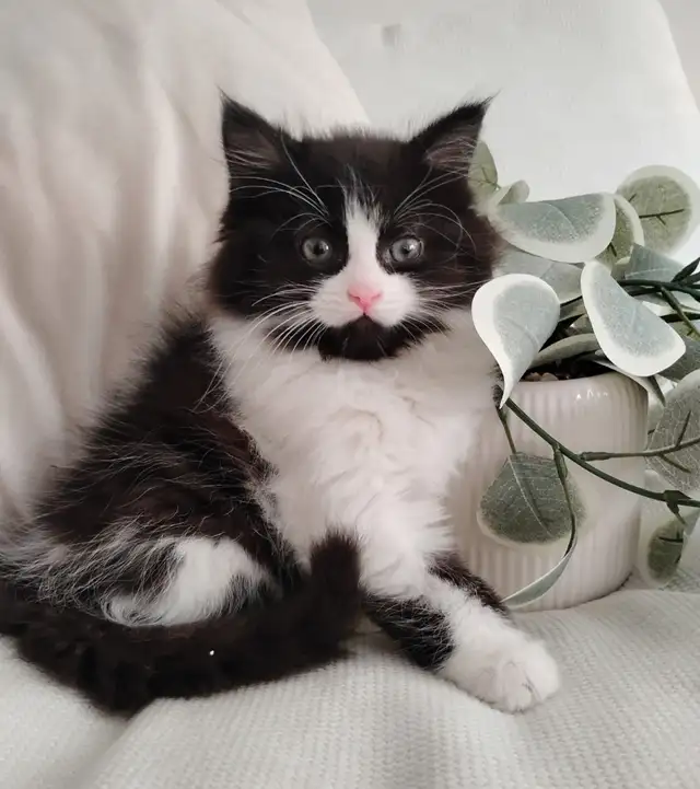 Chaton Siberien hypoallergene - Photo 3