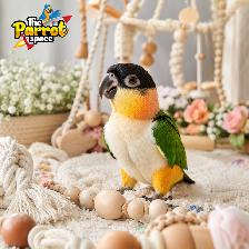 ❤️❤️ Bébé Caique à tête noire disponible @L'Espace Perroquet ❤️❤ - Photo 2