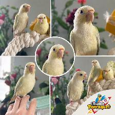 Bébés Conures Mooncheek / Petit Perroquet Belle Mutation Rare