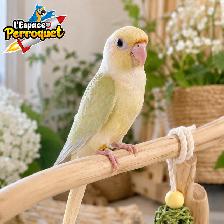 Bébés Conures Mooncheek / Petit Perroquet Belle Mutation Rare - Photo 2
