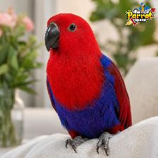 Bébés Conures Mooncheek / Petit Perroquet Belle Mutation Rare - Photo 6