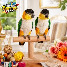 Bébés Conures Mooncheek / Petit Perroquet Belle Mutation Rare - Photo 9
