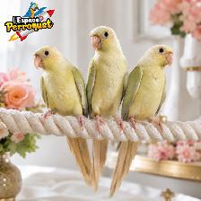 @L’Espace Perroquet de retour! The Parrot Space is Now Back - Photo 10