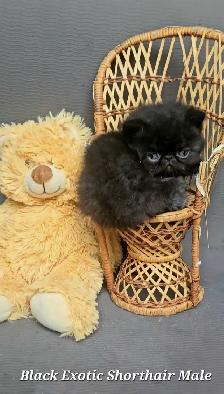Exquisite Registered Persian & Exotic Kittens!