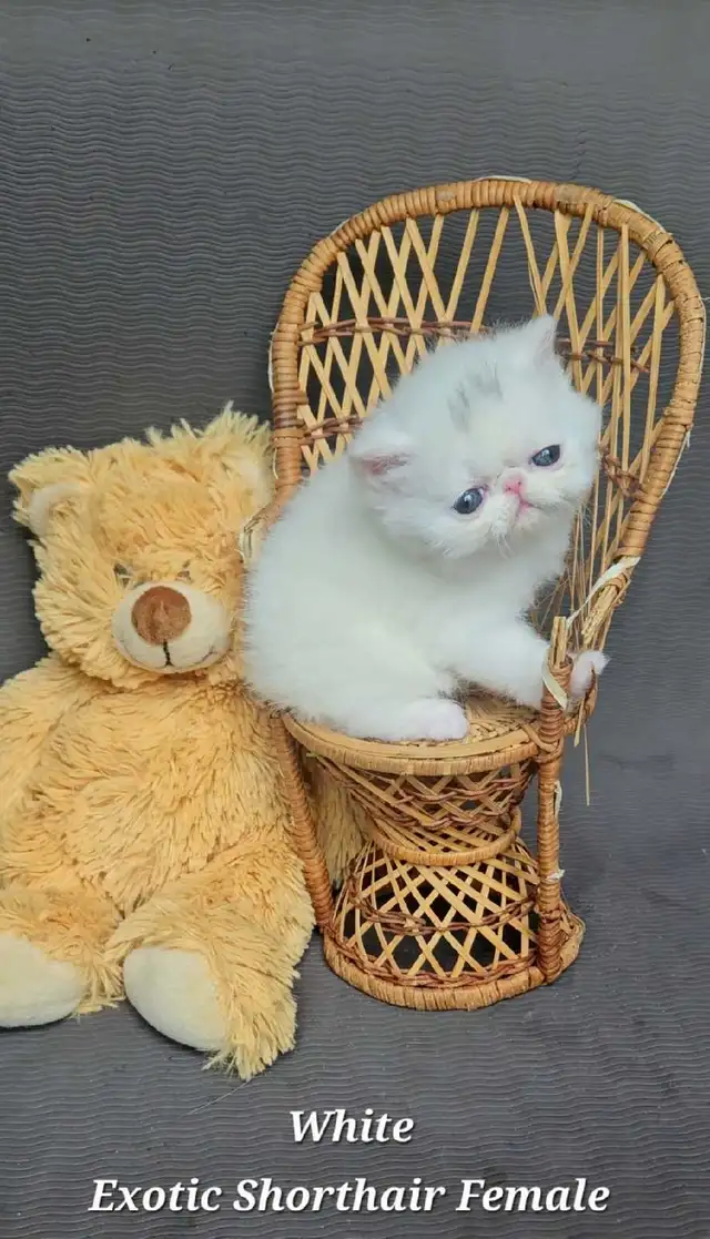 Exquisite Registered Persian & Exotic Kittens! - Photo 2