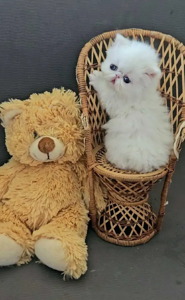 Exquisite Registered Persian & Exotic Kittens! - Photo 5
