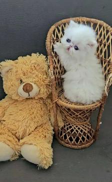 Exquisite Registered Persian & Exotic Kittens! - Photo 5