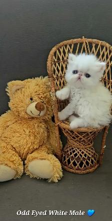 Exquisite Registered Persian & Exotic Kittens! - Photo 7
