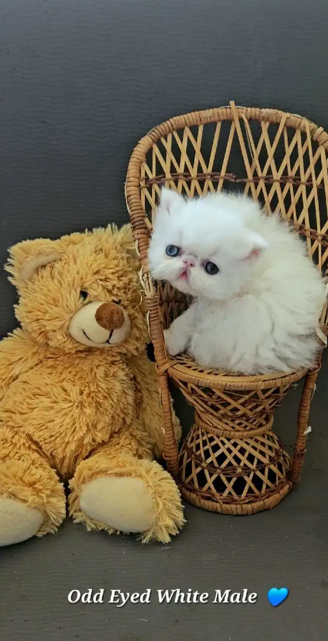 Exquisite Registered Persian & Exotic Kittens! - Photo 8
