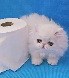 Exquisite Registered Persian & Exotic Kittens! - Photo 9