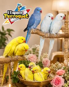 Perruche à Collier jaune ou bleu (IRN) Disponible @Parrot Space - Photo 3