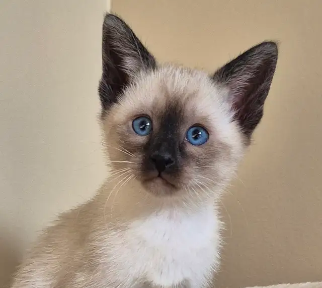 Siamese kittens