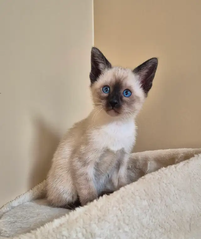 Siamese kittens - Photo 2