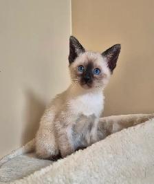 Siamese kittens - Photo 2