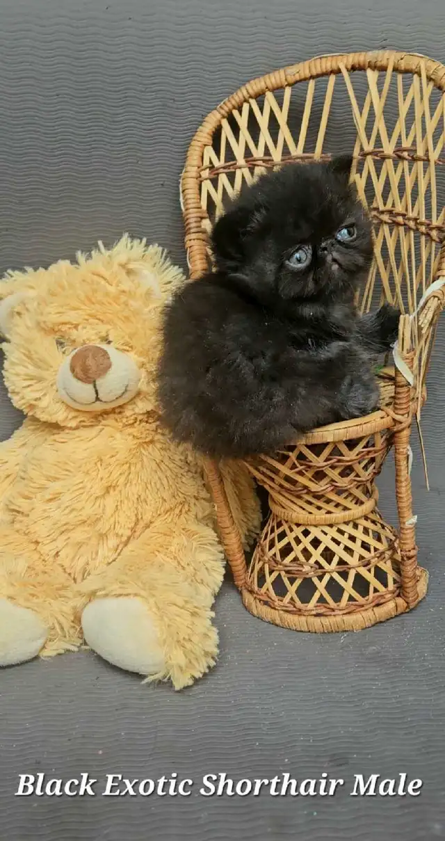 Purebred Registered Persian & Exotic Shorthair Kittens - Photo 3