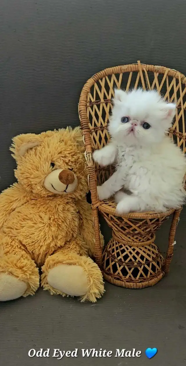 Purebred Registered Persian & Exotic Shorthair Kittens - Photo 4