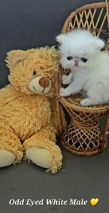 Purebred Registered Persian & Exotic Shorthair Kittens - Photo 8
