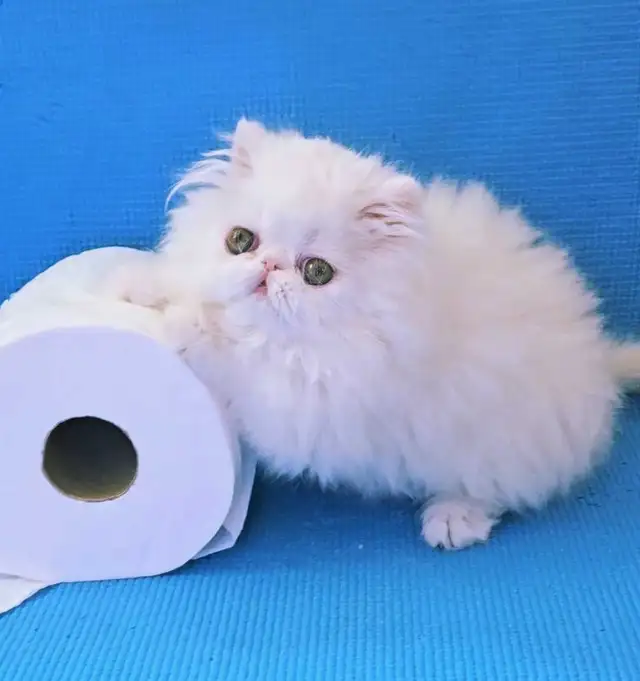 Purebred Registered Persian & Exotic Shorthair Kittens - Photo 9