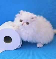 Purebred Registered Persian & Exotic Shorthair Kittens - Photo 9