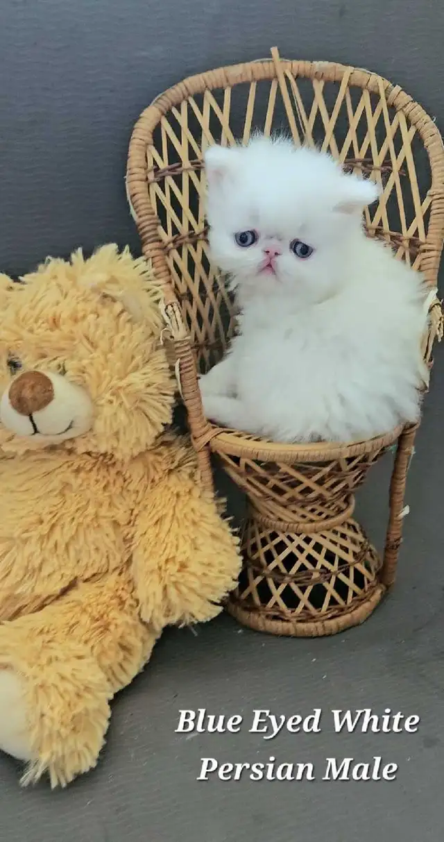 Stunning Registered Persian & Exotic Shorthair Kittens!