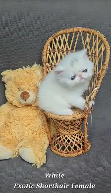 Stunning Registered Persian & Exotic Shorthair Kittens! - Photo 2