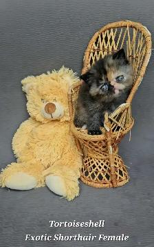 Stunning Registered Persian & Exotic Shorthair Kittens! - Photo 3