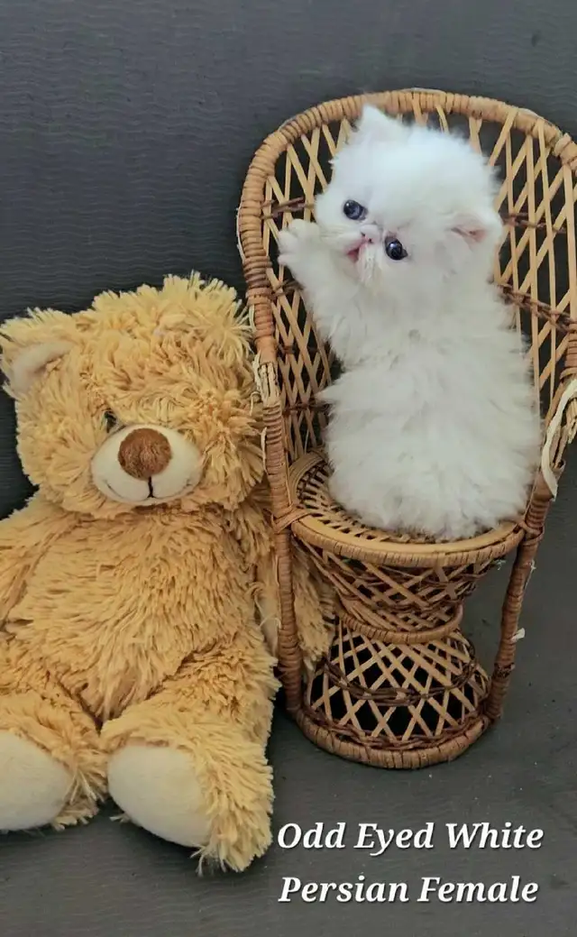 Stunning Registered Persian & Exotic Shorthair Kittens! - Photo 4