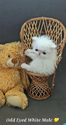 Stunning Registered Persian & Exotic Shorthair Kittens! - Photo 7