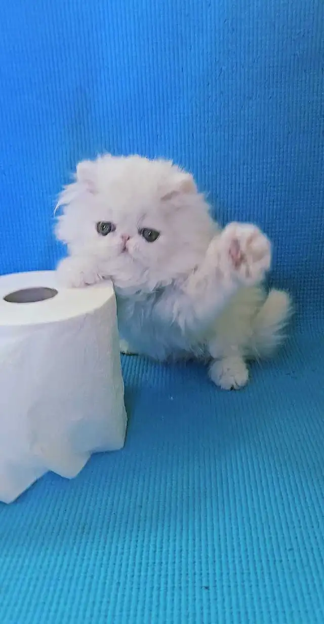 Stunning Registered Persian & Exotic Shorthair Kittens! - Photo 9
