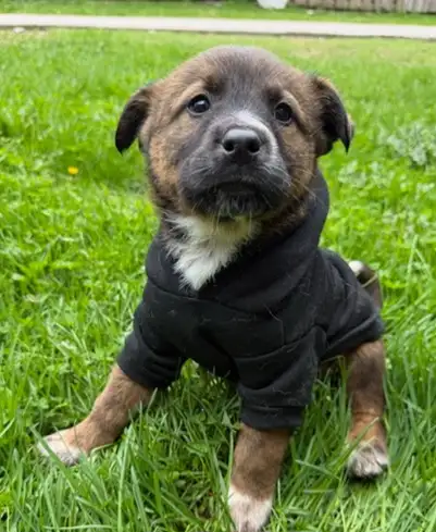 Border Collie Shepherd mix puppy