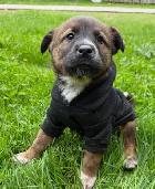 Border Collie Shepherd mix puppy