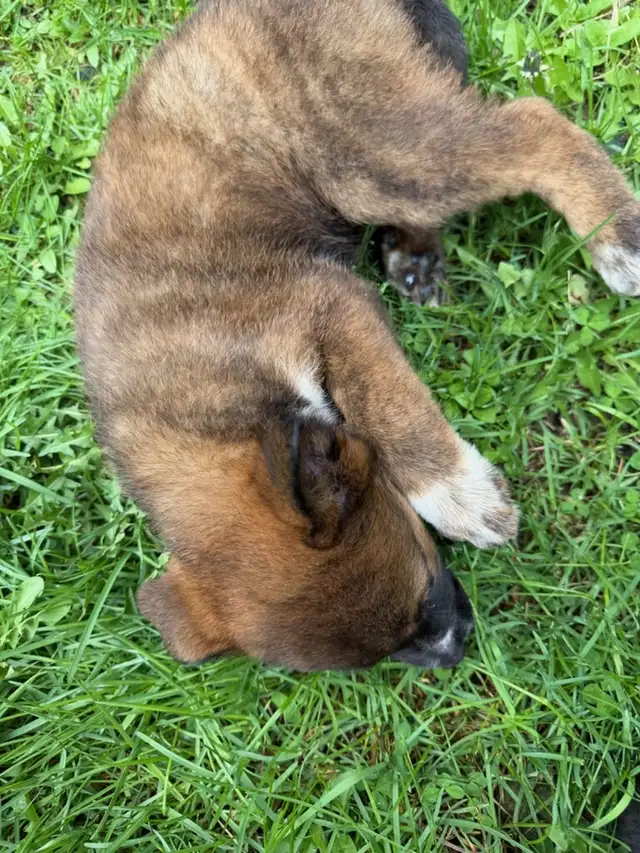 Border Collie Shepherd mix puppy - Photo 2