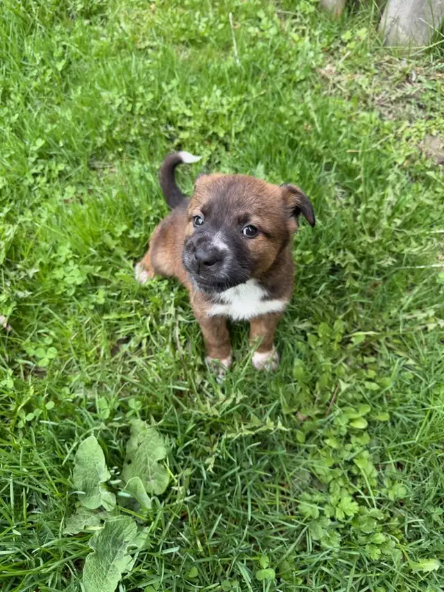 Border Collie Shepherd mix puppy - Photo 3