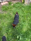 Border Collie Shepherd mix puppy - Photo 4