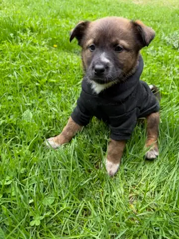 Border Collie Shepherd mix puppy - Photo 5