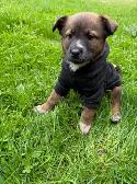 Border Collie Shepherd mix puppy - Photo 5