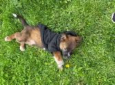 Border Collie Shepherd mix puppy - Photo 6