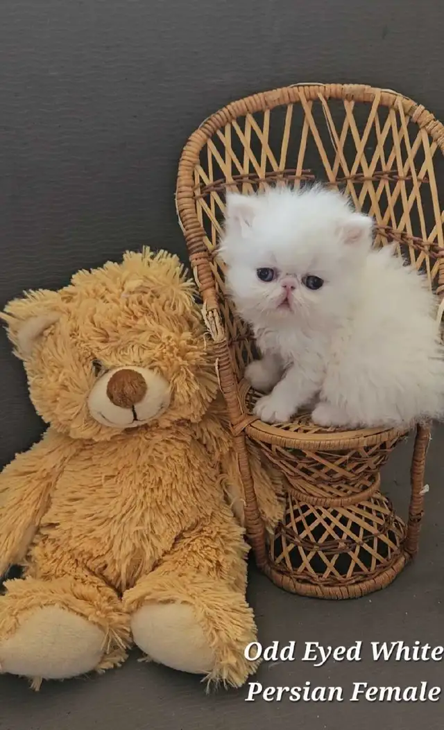 Quality Pedigreed Persian & Exotic Shorthair Kittens