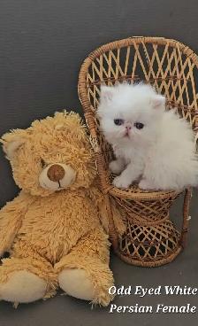 Quality Pedigreed Persian & Exotic Shorthair Kittens