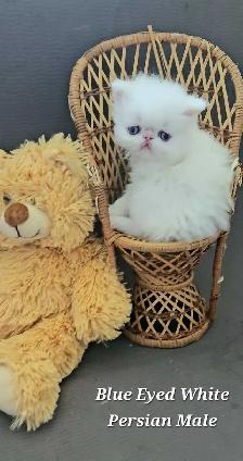 Quality Pedigreed Persian & Exotic Shorthair Kittens - Photo 3
