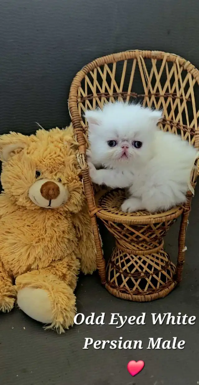 Quality Pedigreed Persian & Exotic Shorthair Kittens - Photo 4