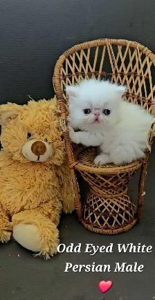 Quality Pedigreed Persian & Exotic Shorthair Kittens - Photo 4