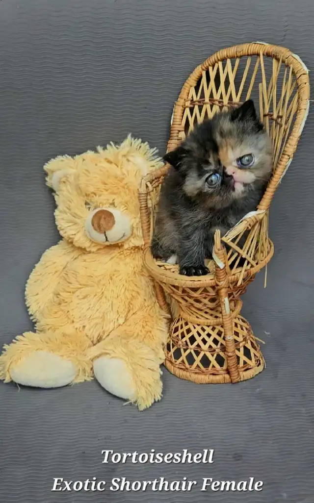 Quality Pedigreed Persian & Exotic Shorthair Kittens - Photo 5