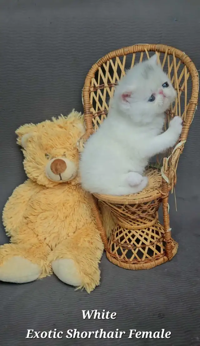 Quality Pedigreed Persian & Exotic Shorthair Kittens - Photo 6