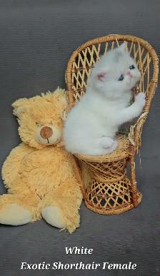 Quality Pedigreed Persian & Exotic Shorthair Kittens - Photo 6