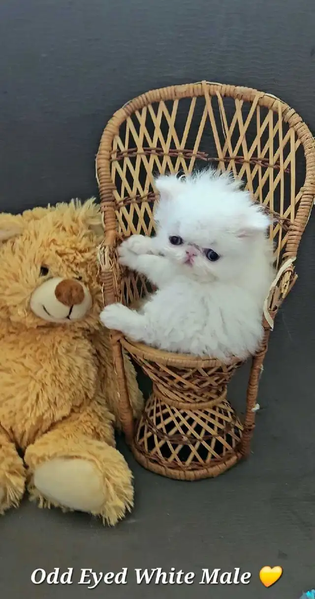 Quality Pedigreed Persian & Exotic Shorthair Kittens - Photo 8