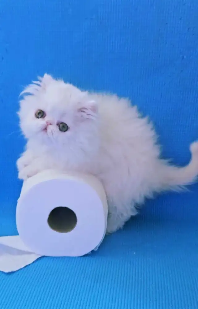 Quality Pedigreed Persian & Exotic Shorthair Kittens - Photo 9