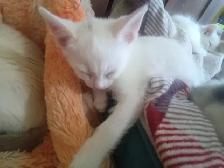 Cuddles and fur. Sweet kitty's looking for you to love!