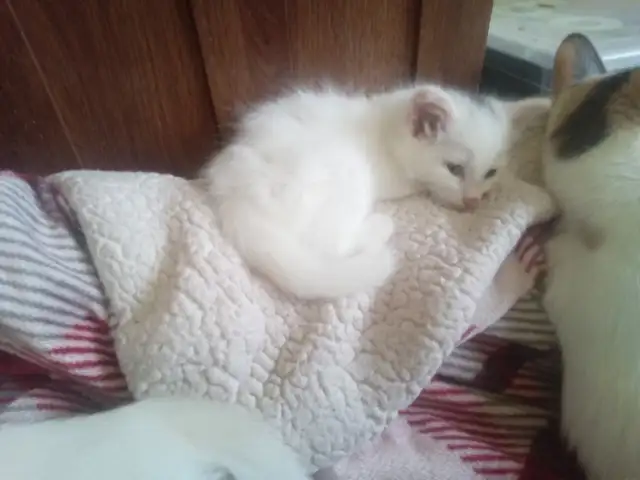 Cuddles and fur. Sweet kitty's looking for you to love! - Photo 2