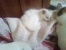 Cuddles and fur. Sweet kitty's looking for you to love! - Photo 2